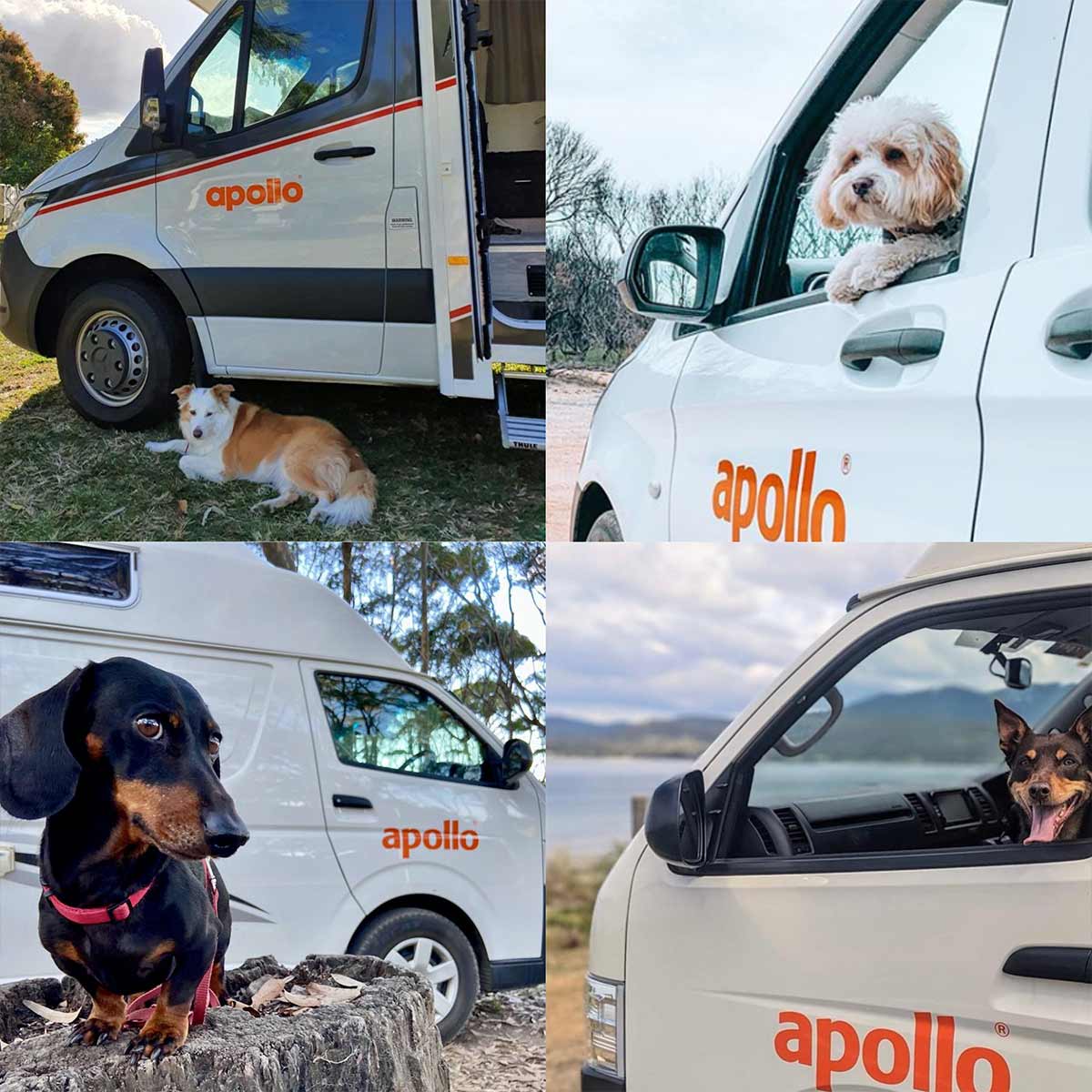 Pets enjoying Apollo holiday